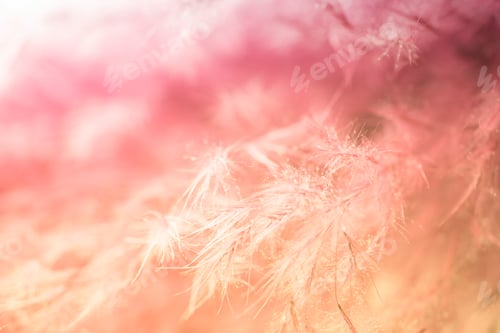 Preview: Living Coral Feather Abstract Background. Studio Macro Shoot.