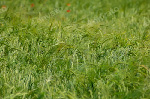 Preview: Ripening Barley On The Field In Early Summer