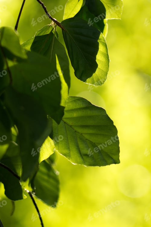 Preview: Green Fresh Beech Leaves On A Green Background.