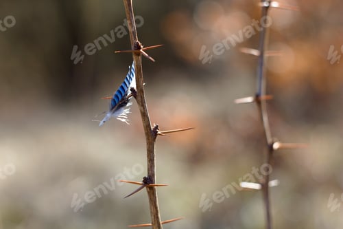 Preview: Bird Feather, Jay Feather On Thorns, Spring Colors And Background.