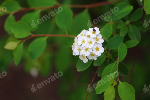 Preview: Bush With White Flowers In A Summer Park . Background