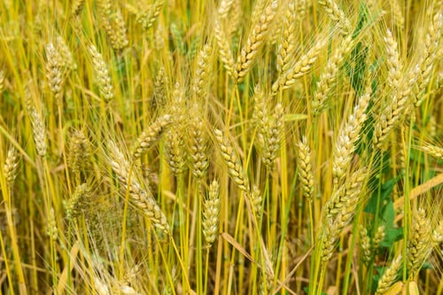 Preview: Ripening Rye On The Field In Early Summer