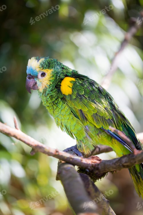 Preview: Parrot Portrait Of Bird. Wildlife Scene From Tropic Nature.