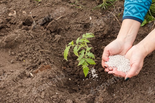 Preview: Farmer Is Giving Chemical Fertilizer To Young Tomato Plant Growing In The Garden.