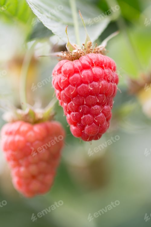 Preview: Eco Raspberry Ripe Close Up In The Garden.