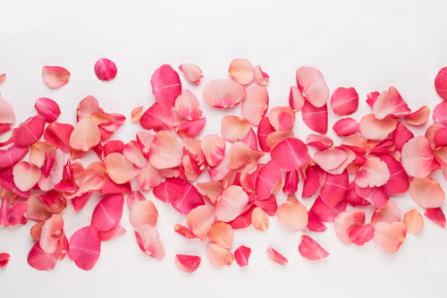 Preview: Valentine'S Day. Rose Flowers Petals On White Background. Valentines Day Background. Flat Lay, Top