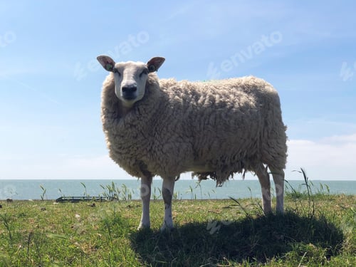 Preview: Sheep On A Dike In Hinderloopen The Netherlands