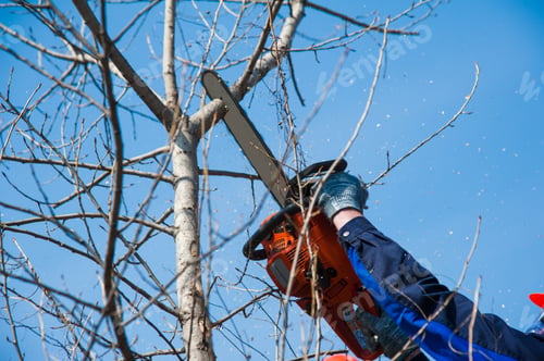 Preview: Tree Felling With A Large Chainsaw Cutting Into Tree Trunk