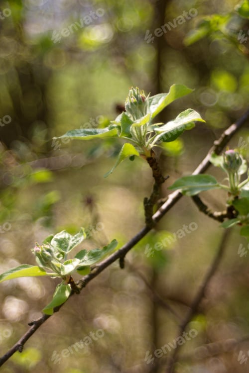 Preview: Apple Blossom, Apple Blossoming Twig, Spring Fruit Background.