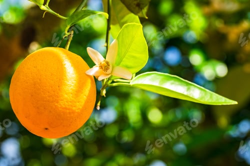 Preview: Orange Fruit With Beautiful Blossom Hanging On A Tree In An Orchard.