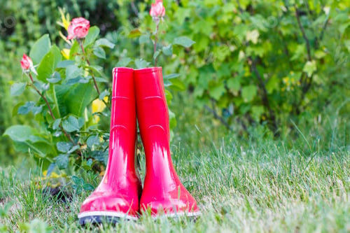Preview: Red Garden Rubber Boots On Green Grass And Blurred Rose Bush On The Background
