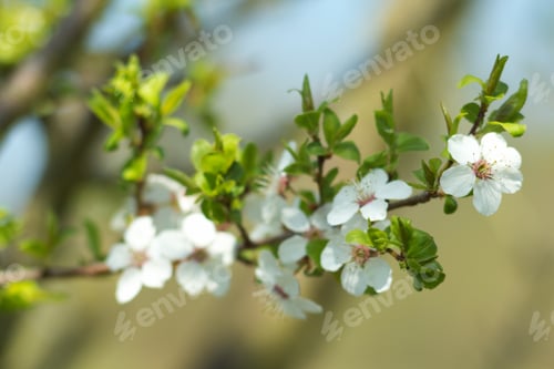 Preview: Cherry Blossom, Cherry Blossoming Twig, Spring Fruit Background.