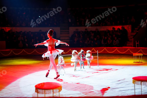Preview: Performance Of A Dog Trainer In A Circus.