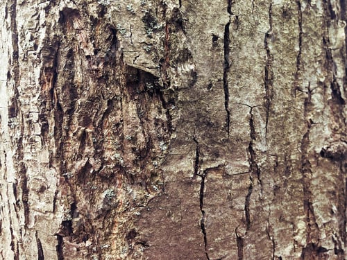 Preview: Tree Bark Close-Up, Copy Space Background