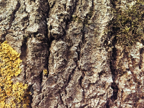 Preview: Tree Bark With Yellow Lichen, Copy Space For Text