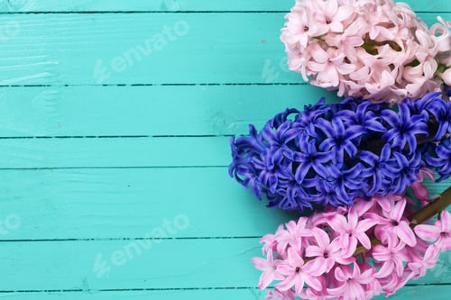 Preview: Background With Colorful Flowers Hyacinths On Green Painted Wooden Planks. Selective Focus. Place