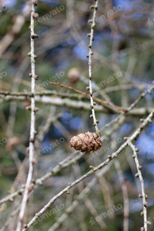 Preview: Larch Cone Twig Spring And Autumn Scene, Natural Background.