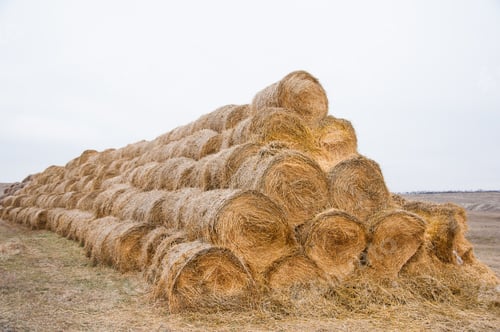 Preview: The Hay Storage Shed Full Of Bales Hay On Farm. Bales Stacked In A Pyramind
