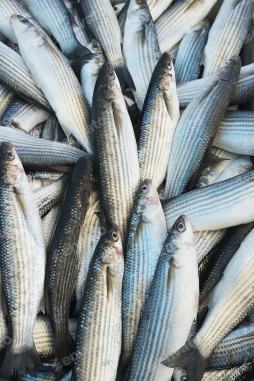 Preview: Various Fresh Fish And Seafood At The Fish Market