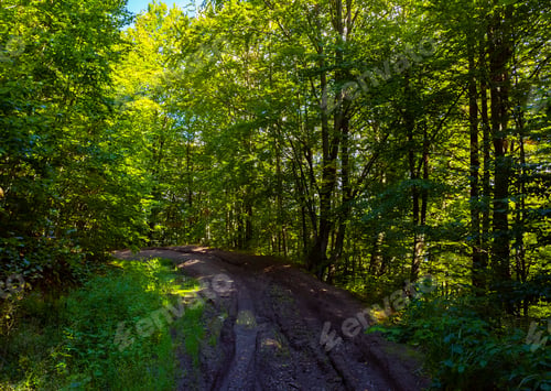 Preview: Dirt Road Through Forest. Lovely Nature Scenery With Tall Trees And Green Foliage