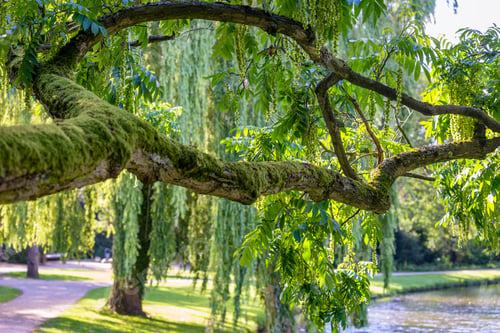 Preview: Beautiful Tree Branch In A City Park.