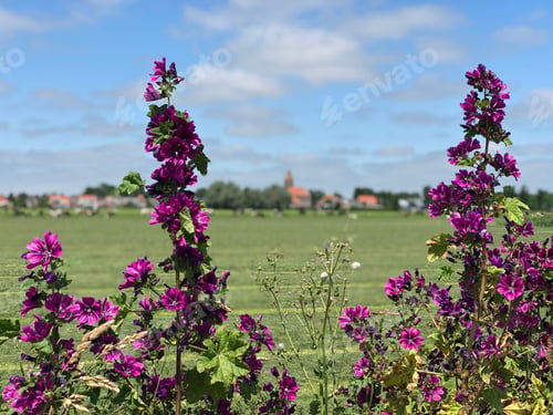 Preview: The Village Easterwierrum In Friesland The Netherlands