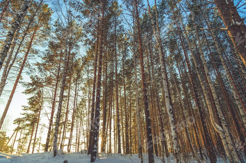 Preview: Winter Forest In Sunny Weather During The Day