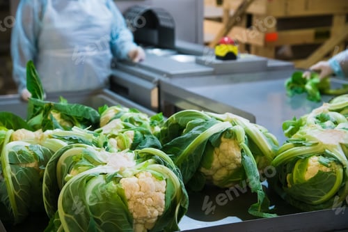 Preview: Cauliflower Is Cleaned, Washed, Dried And Frozen For Further Storage. Industrial Line For