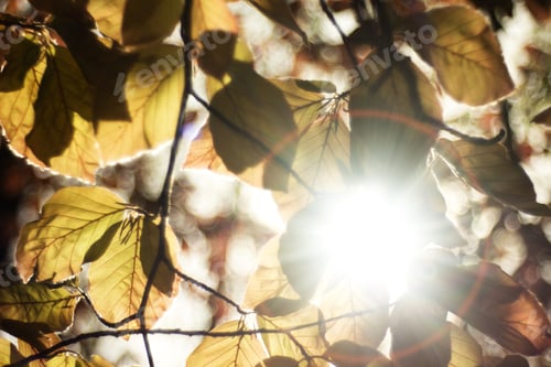 Preview: Beech Tree, Beech Spring Twig With Fresh Leaves, Game Of Reflections And Lights, Spring Natural