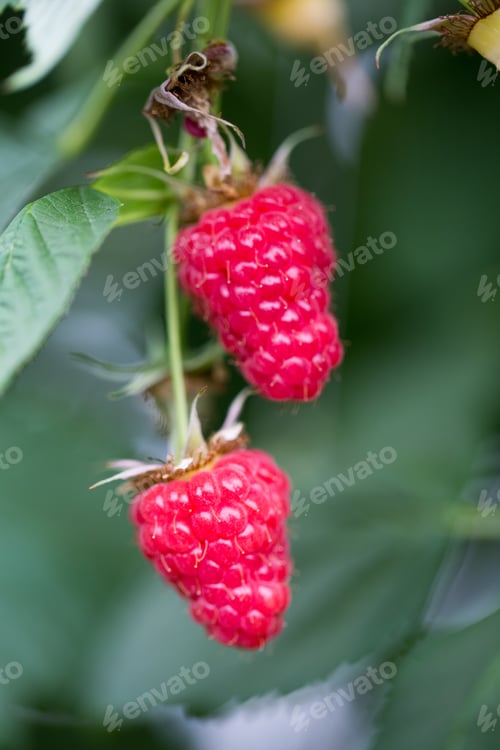 Preview: Eco Raspberry Ripe Close Up In The Garden.