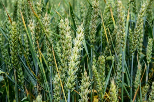 Preview: Green Wheat Growing On The Field In Early Summer