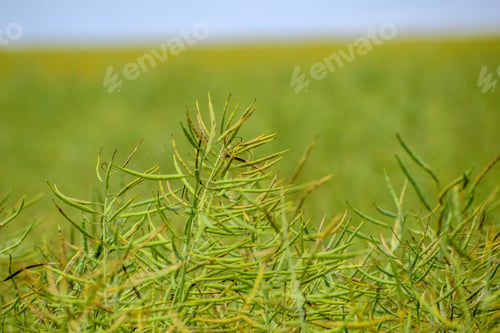 Preview: Ripening Canola On The Field In Early Summer