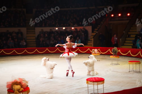 Preview: Performance Of A Dog Trainer In A Circus.