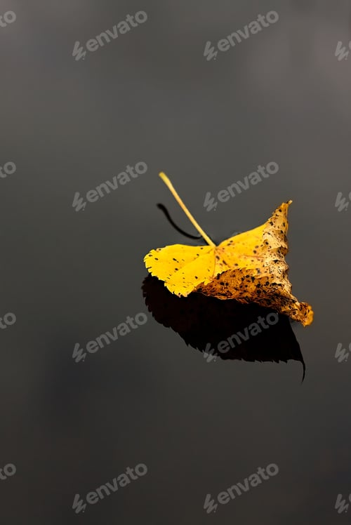 Preview: Autumn Leaf In Water On A Dark Abstract Background