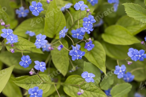 Preview: The Flowers Bloom In Spring. Beautiful Picture.