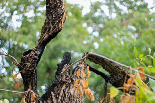 Preview: The Consequences Of A Lightning Strike In A Thick Tree