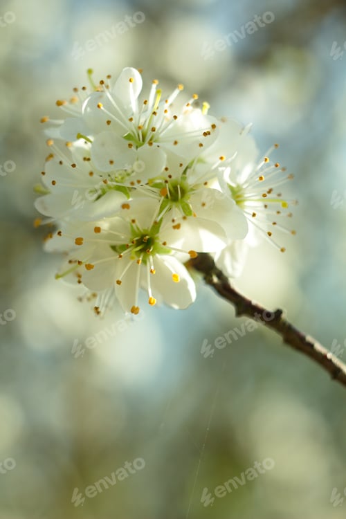Preview: Cherry Blossom, Cherry Blossoming Twig, Spring Fruit Background.