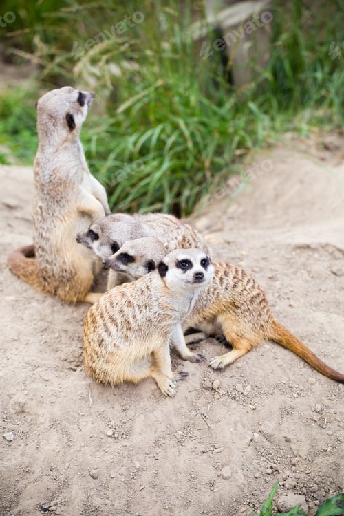 Preview: Wildlife Animal. Suricate Family Everyday.