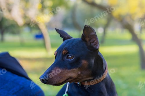 Preview: Pinscher Dog. Selective Focus With Blurred Background. Shallow Depth Of Field.
