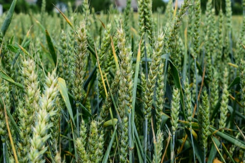 Preview: Green Wheat Growing On The Field In Early Summer