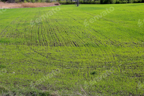 Preview: Green Field Of Agricultural Seedlings, Background