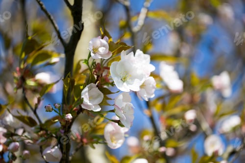 Preview: Cherry Blossom Background With Spring Day.