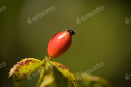 Preview: Rose Hip Tea, Photo For Red Abstract Background With Healthy Nutrition.