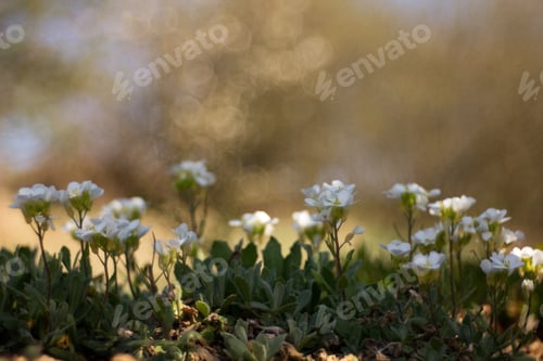 Preview: Daisy Daisy (Bellis Perennis), Also A Daisy, And Sometimes A Poor, Is A Perennial Medicinal Plant