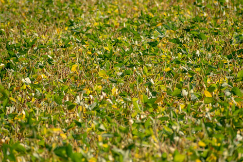 Preview: Soyben Field Almost Ripened For Harvesting