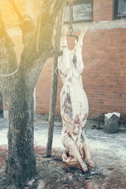 Preview: Home Pig Slaughter, Pig Hanging In A Backyard. Vintage Style.