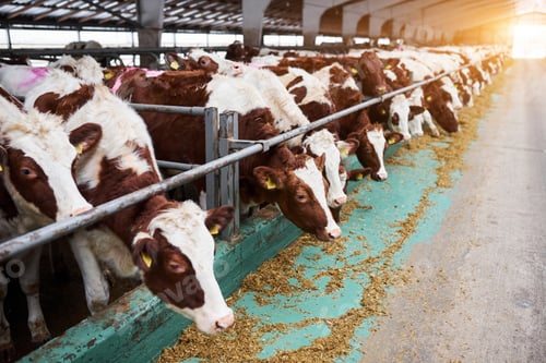 Preview: Cows In A Farm. Dairy Cows In A Farm.