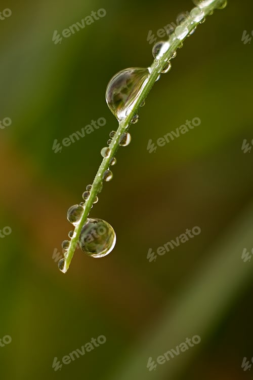 Preview: Water Drop On Grass For Background.