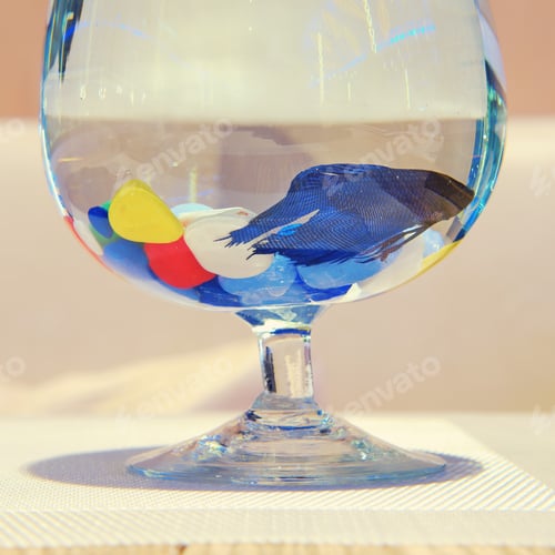 Preview: Small Blue Fish In Aquarium Of A Glass With Colored Stones