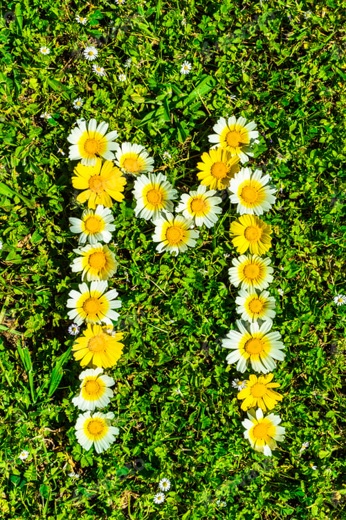 Preview: Alphabet Texture, Letter M Made Of Daisy Flowers Petals, Floral Font In Green Fresh Grass.